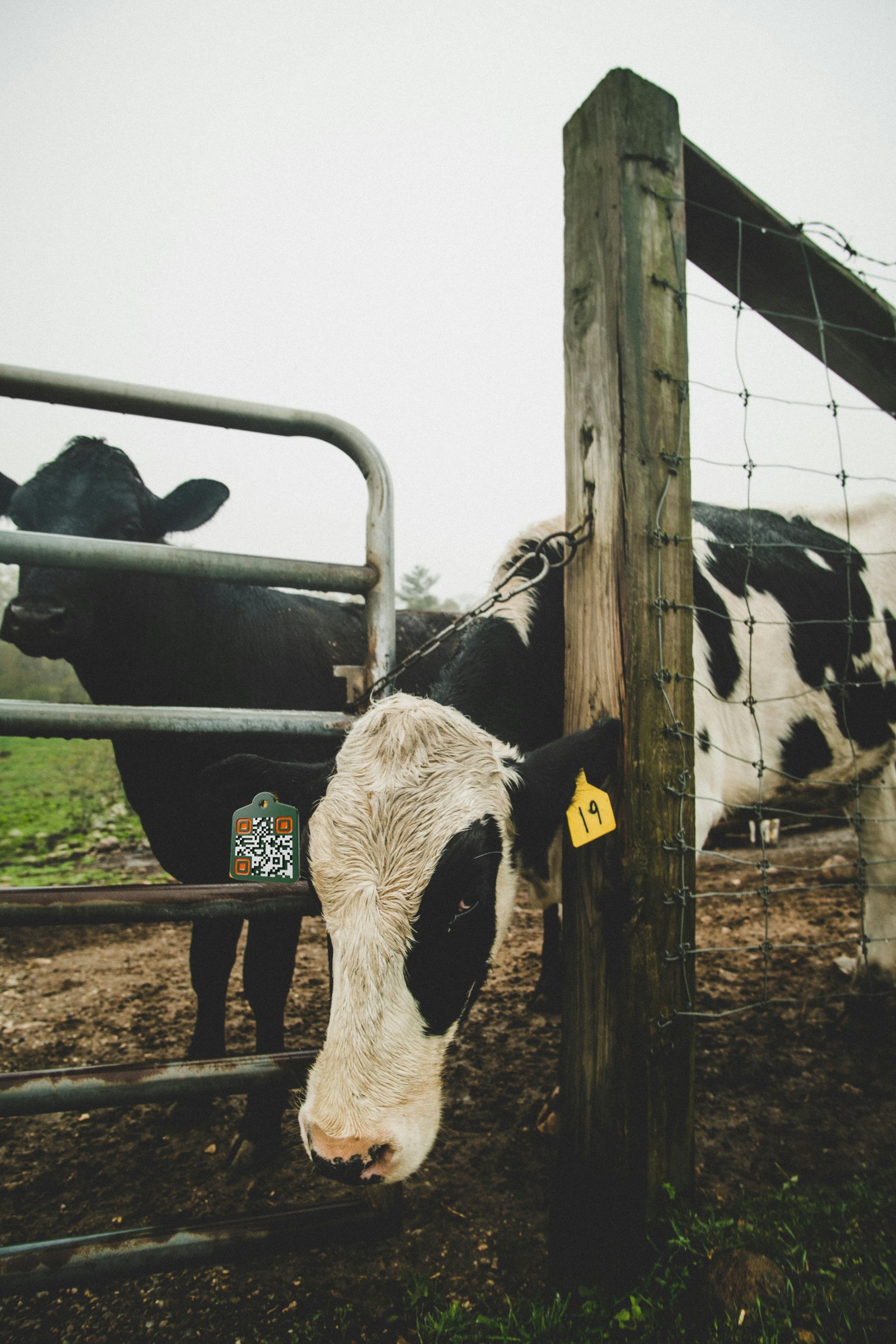 Cow at a wire-and-wood gate, AgTag visible in its ear